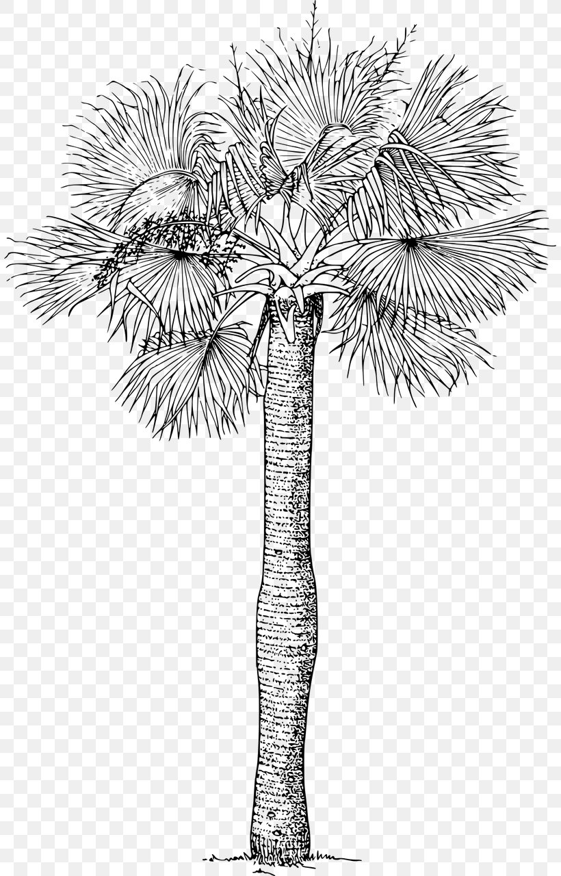 Arecaceae Tree Sabal Palm Plant Clip Art, PNG, 807x1280px, Arecaceae, Arecales, Asian Palmyra Palm, Black And White, Borassus Flabellifer Download Free