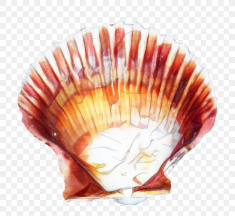 Cockle Shell, PNG, 897x827px, Cockle, Bivalve, Bivalvia, Clam, Conch Download Free