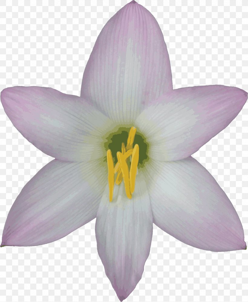 Flower Easter Lily Desktop Wallpaper Clip Art, PNG, 1657x2024px, Flower, Common Sunflower, Crocus, Drop, Easter Lily Download Free