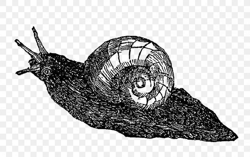 Sea Snail Slug White, PNG, 1498x945px, Snail, Black And White, Invertebrate, Molluscs, Organism Download Free