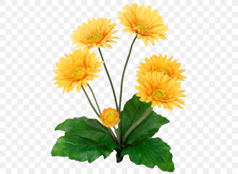 Cut Flowers Yellow Plant Stem Common Sunflower, PNG, 600x600px, Flower, Annual Plant, Calendula, Calendula Officinalis, Chrysanthemum Download Free