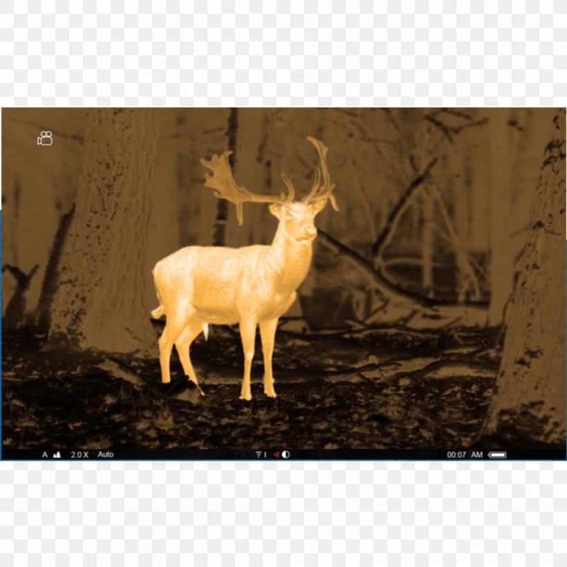 Night Vision Visual Perception Thermography Monocular Pulsar, PNG, 1000x1000px, Night Vision, Antelope, Antler, Bildgebendes Verfahren, Deer Download Free