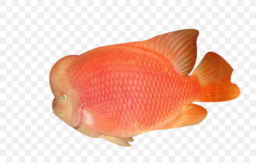 Orange Fish Download, PNG, 726x522px, Orange, Arhat, Biology, Fin, Fish Download Free