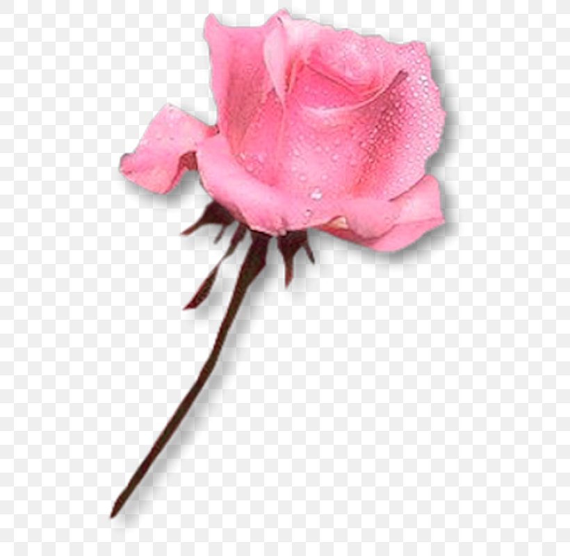 Baku Flower Festival Rose, PNG, 549x800px, Flower, Baku Flower Festival, Birthday, Ciceksepeticom, Common Sunflower Download Free