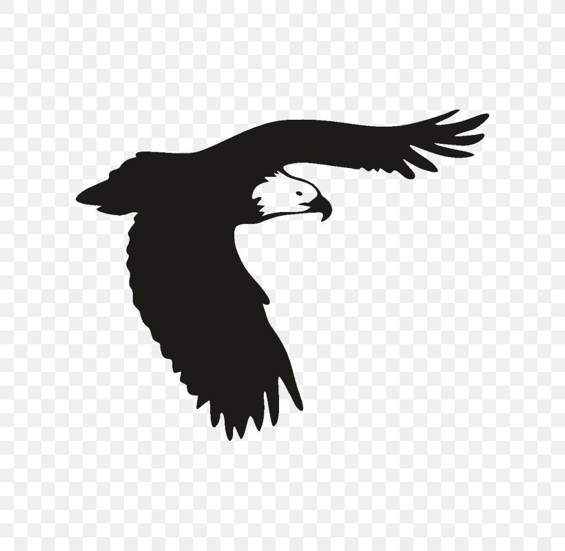 Bald Eagle Bird Of Prey Window, PNG, 800x800px, Bald Eagle, Beak, Bird, Bird Of Prey, Black And White Download Free