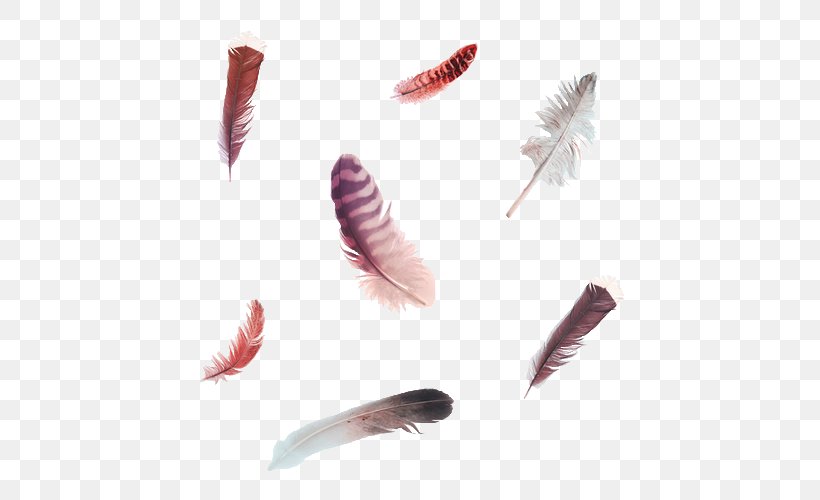 Bird Feather Clip Art, PNG, 500x500px, Bird, Drawing, Eyelash, Feather, Flight Feather Download Free