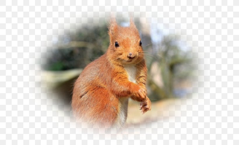 Fox Squirrel Chipmunk Dormouse Whiskers, PNG, 664x498px, Fox Squirrel, Chipmunk, Computer Mouse, Dormouse, Fauna Download Free