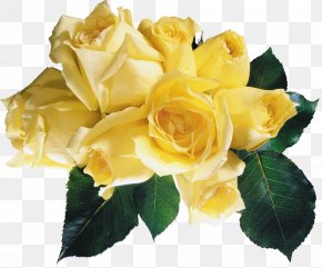 Yellow Rose - Garden Roses Yellow Flower Red PNG