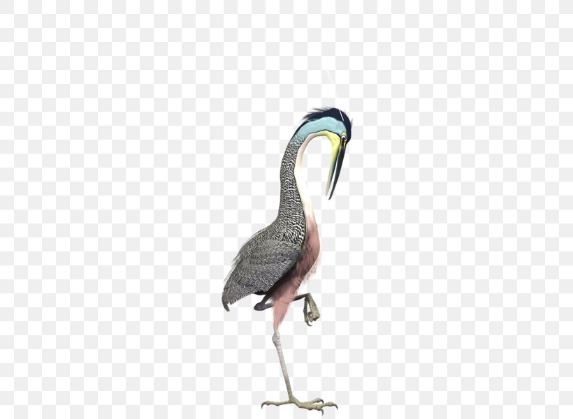 Hautes-Pyrxe9nxe9es Google Daydream Goose Color, PNG, 800x600px, Google Daydream, Beak, Bird, Color, Duck Download Free