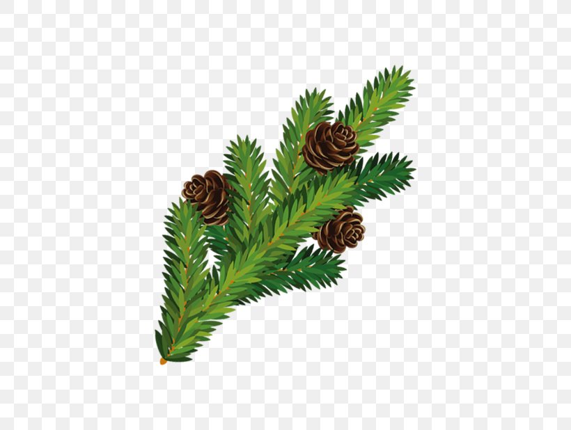 Pine Christmas Tree Branch, PNG, 618x618px, Pine, Branch, Christmas, Christmas Tree, Conifer Download Free