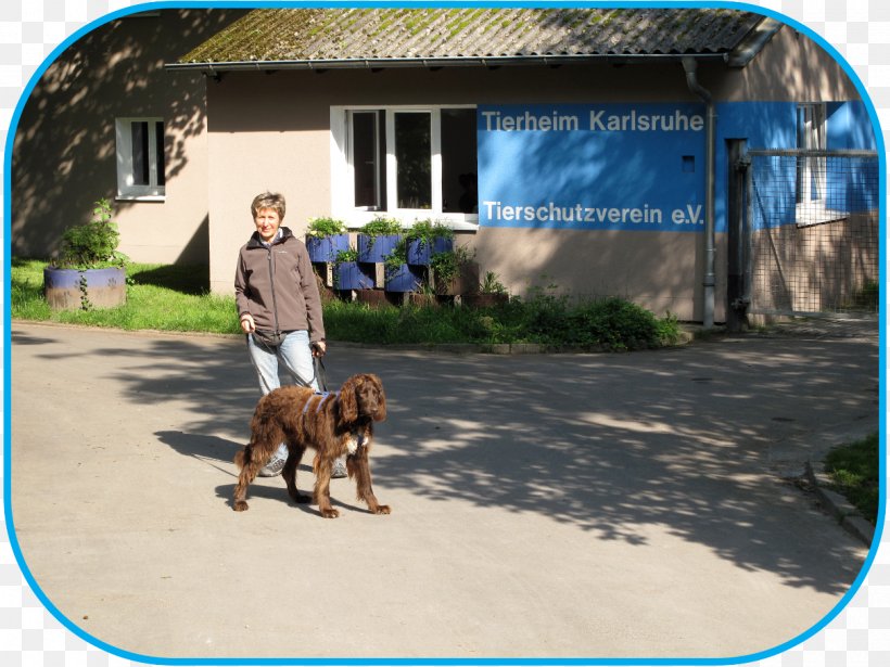 Dog Breed Tierschutzverein Karlsruhe U. Umgebung E.V. Animal Shelter Volunteering, PNG, 1211x909px, Dog, Animal, Animal Shelter, Breed, Child Download Free