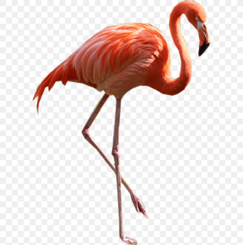 Flamingo Clip Art, PNG, 600x827px, Flamingo, Beak, Bird, Display Resolution, Organism Download Free