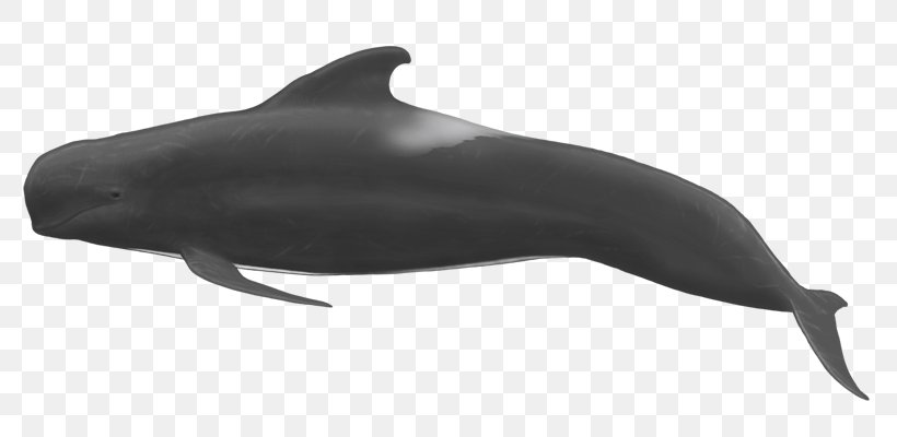 Common Bottlenose Dolphin Short-beaked Common Dolphin Rough-toothed Dolphin Wholphin Tucuxi, PNG, 800x400px, Common Bottlenose Dolphin, Black, Bottlenose Dolphin, Cetaceans, Dolphin Download Free