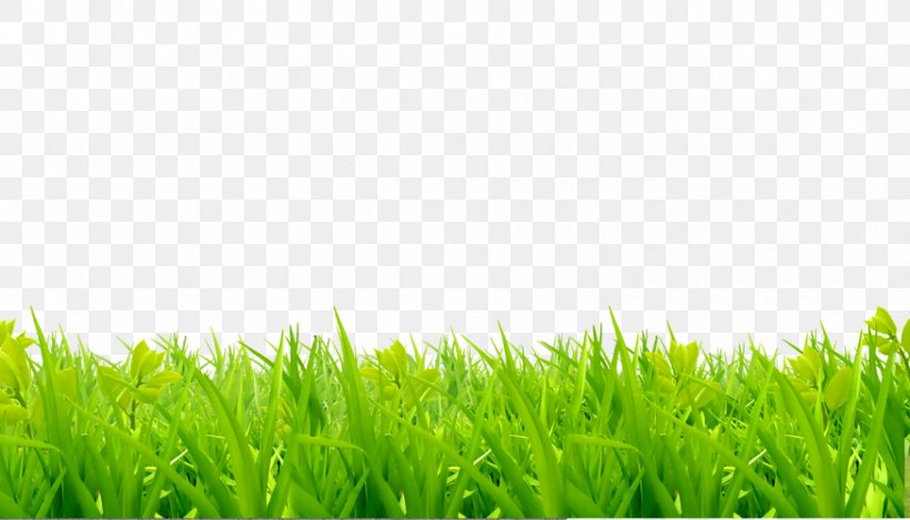 Lawn Royalty-free Image Photography Grass, PNG, 874x500px, Lawn, Artificial Turf, Field, Flooring, Fodder Download Free