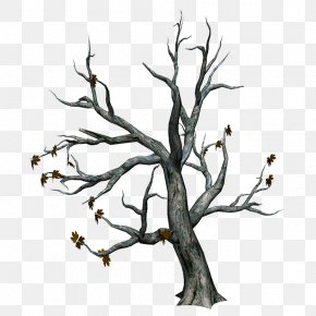Autumn Trees - Tree Trunk Branch PNG