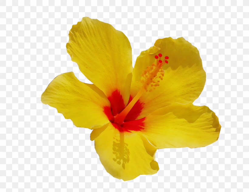 Hibiscus Mallows Herbaceous Plant Plant Yellow, PNG, 1920x1481px, Watercolor, Biology, Canna, Herbaceous Plant, Hibiscus Download Free