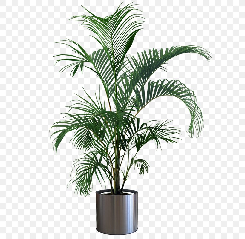 Houseplant Flowerpot Gardening Tree, PNG, 800x800px, Plant, Arecales, Evergreen, Floating Shelf, Flower Download Free