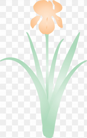 Iris Flower Spring Flower PNG