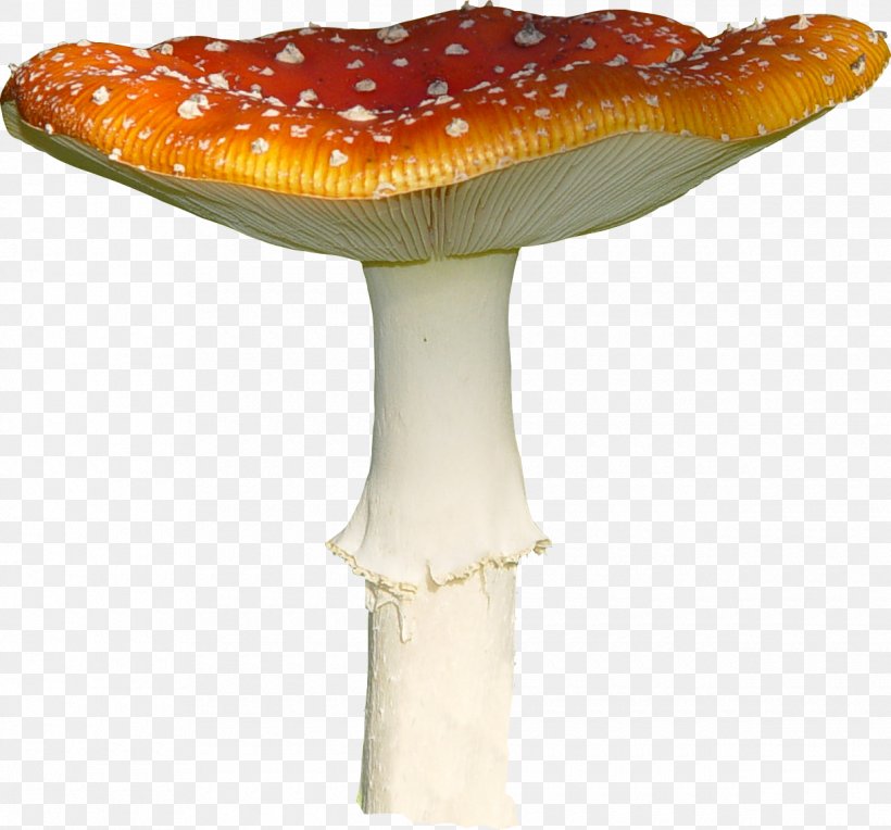 Amanita Muscaria Mushroom Fungus, PNG, 1220x1137px, Amanita Muscaria, Amanita, Fungus, Information, Mushroom Download Free