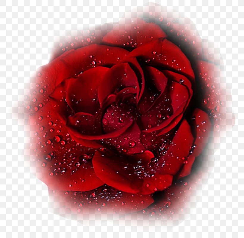 Garden Roses Desktop Wallpaper, PNG, 800x800px, Garden Roses, Close Up, Computer, Cut Flowers, Flower Download Free
