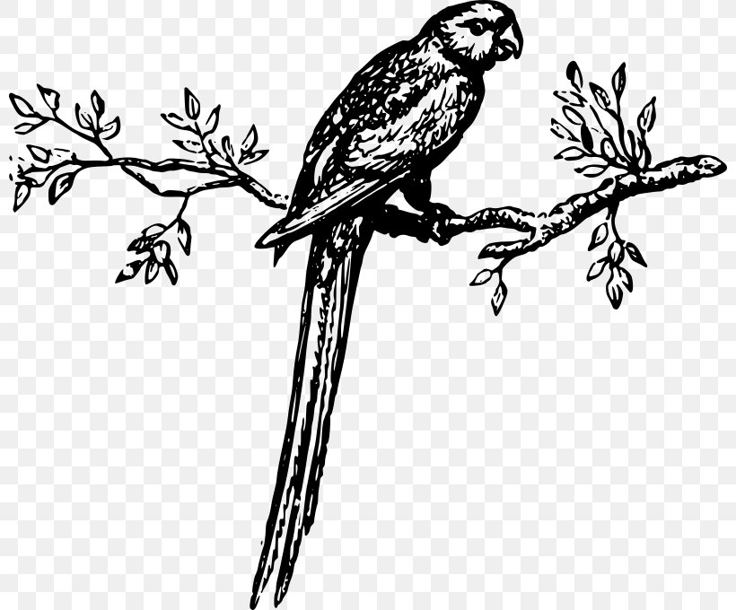 Macaw Parrot Bird Parakeet Clip Art, PNG, 800x680px, Macaw, Art, Artwork, Beak, Bird Download Free