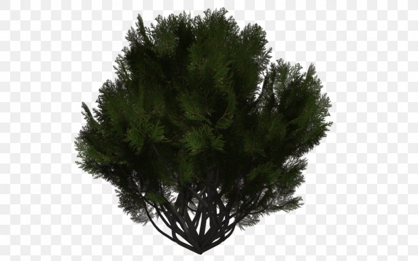 Tree Evergreen Shrub DeviantArt Branch, PNG, 1024x639px, Tree, Art, Branch, Conifer, Conifers Download Free
