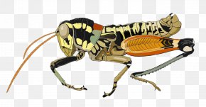 Flying Crane - Aquatic Insect Xingu River Grasshopper PNG
