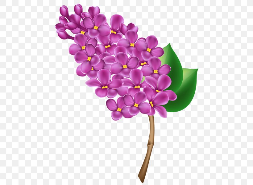 Common Lilac Clip Art, PNG, 481x600px, Common Lilac, Blossom, Branch, Cut Flowers, Document Download Free