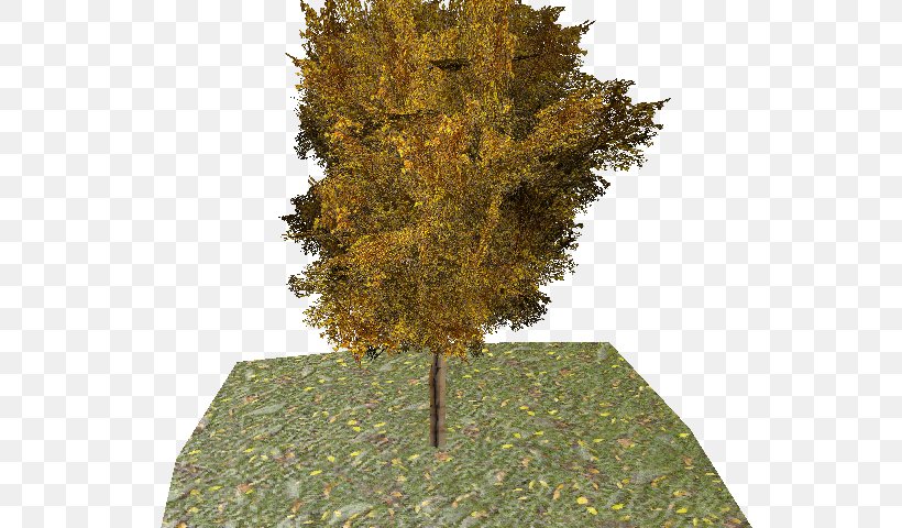 Evergreen Leaf Ginkgo Biloba Tree, PNG, 640x480px, Evergreen, Ginkgo Biloba, Grass, Leaf, Maidenhair Tree Download Free