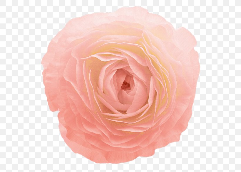 Garden Roses, PNG, 600x587px, Garden Roses, Cut Flowers, Floribunda, Flower, Petal Download Free