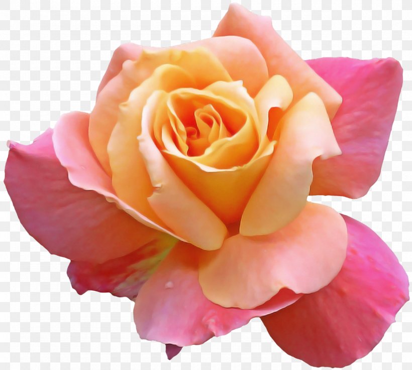 Garden Roses, PNG, 1280x1148px, Flower, Floribunda, Garden Roses, Hybrid Tea Rose, Petal Download Free