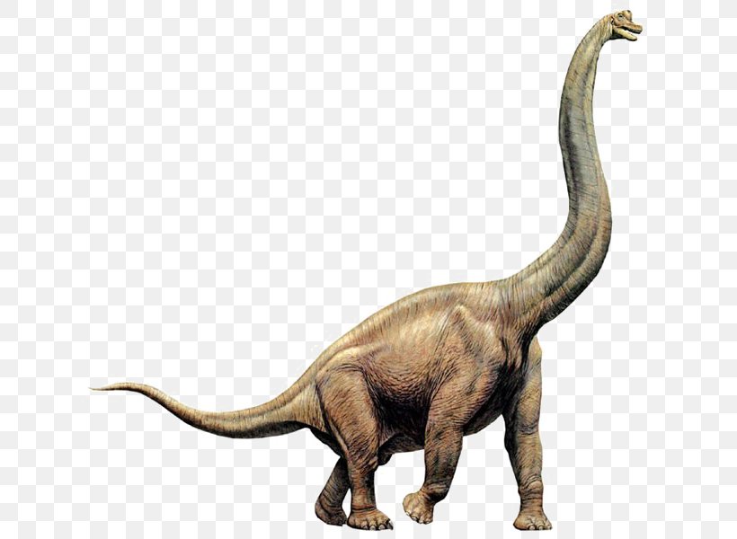 Brachiosaurus Diplodocus Giraffatitan Apatosaurus Dinosaur Size, PNG, 640x600px, Brachiosaurus, Animal Figure, Apatosaurus, Dinosaur, Dinosaur Size Download Free