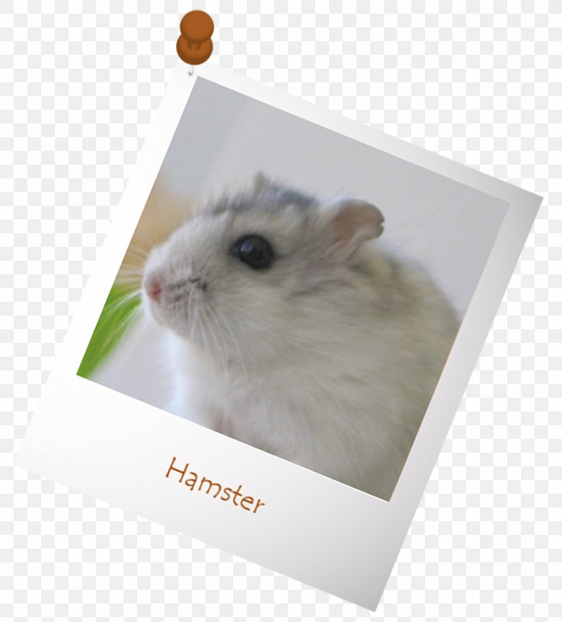 Gerbil Golden Hamster Rodent Djungarian Hamster, PNG, 1139x1260px, Gerbil, Brown Rat, Cage, Chinese Hamster, Djungarian Hamster Download Free