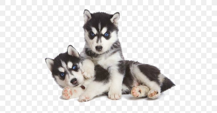 Funny Siberian Husky And Alaskan Malamute Mix Puppies For Sale
