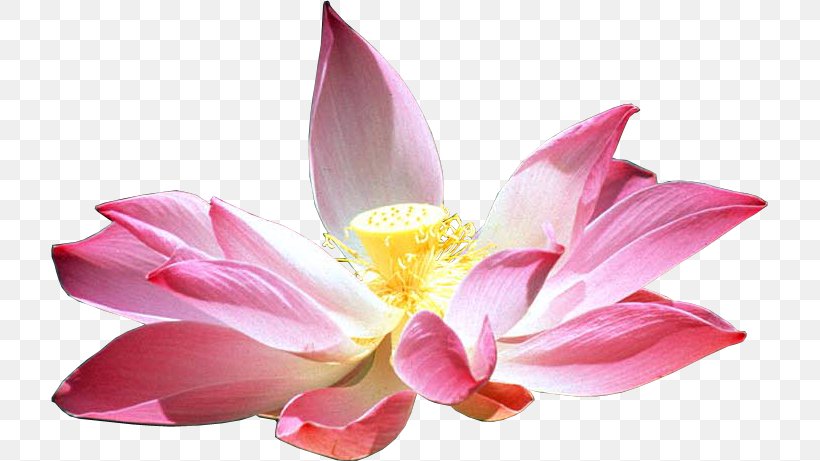 Nelumbo Nucifera Flower Lotus Cars Petal, PNG, 717x461px, Nelumbo Nucifera, Aquatic Plant, Art, Flower, Flowering Plant Download Free