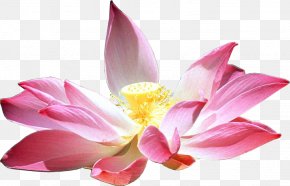 Flower - Nelumbo Nucifera Flower Lotus Cars Petal PNG
