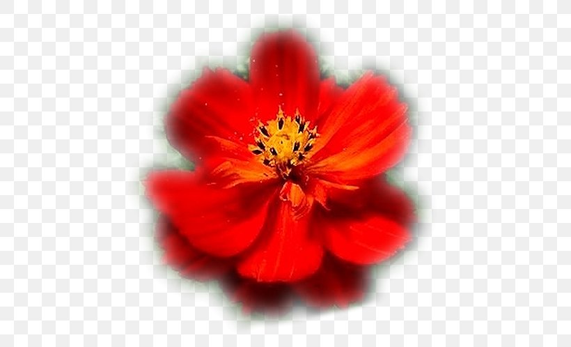 Petal Family P!nk, PNG, 650x498px, Petal, Annual Plant, Family, Flower, Flowering Plant Download Free
