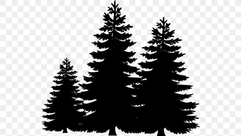 Pine Tree Fir Clip Art, PNG, 540x465px, Pine, Art, Black And White, Branch, Christmas Decoration Download Free