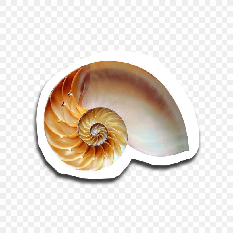Snail Golden Ratio Fibonacci Number Chambered Nautilus, PNG, 886x886px, Snail, Chambered Nautilus, Conchology, Fibonacci, Fibonacci Number Download Free
