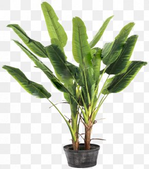 Banana - Banana Leaf Musa Basjoo Ravenala PNG