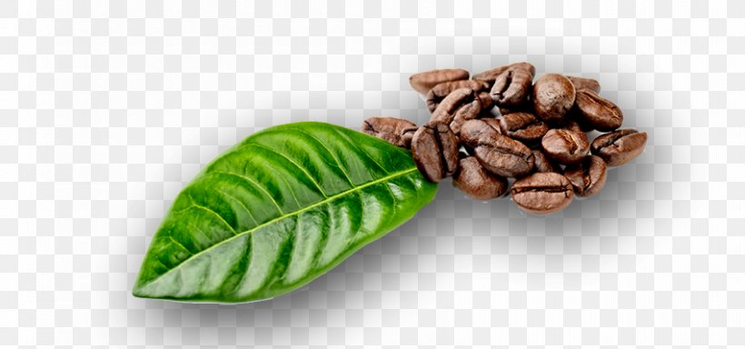 Coffee Bean Coffea Leaf Stock Photography, PNG, 850x399px, Coffee, Bean, Burr Mill, Cereal, Cocoa Bean Download Free