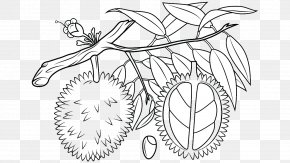Durian - Durian Fruit Coloring Book Orange Clip Art PNG