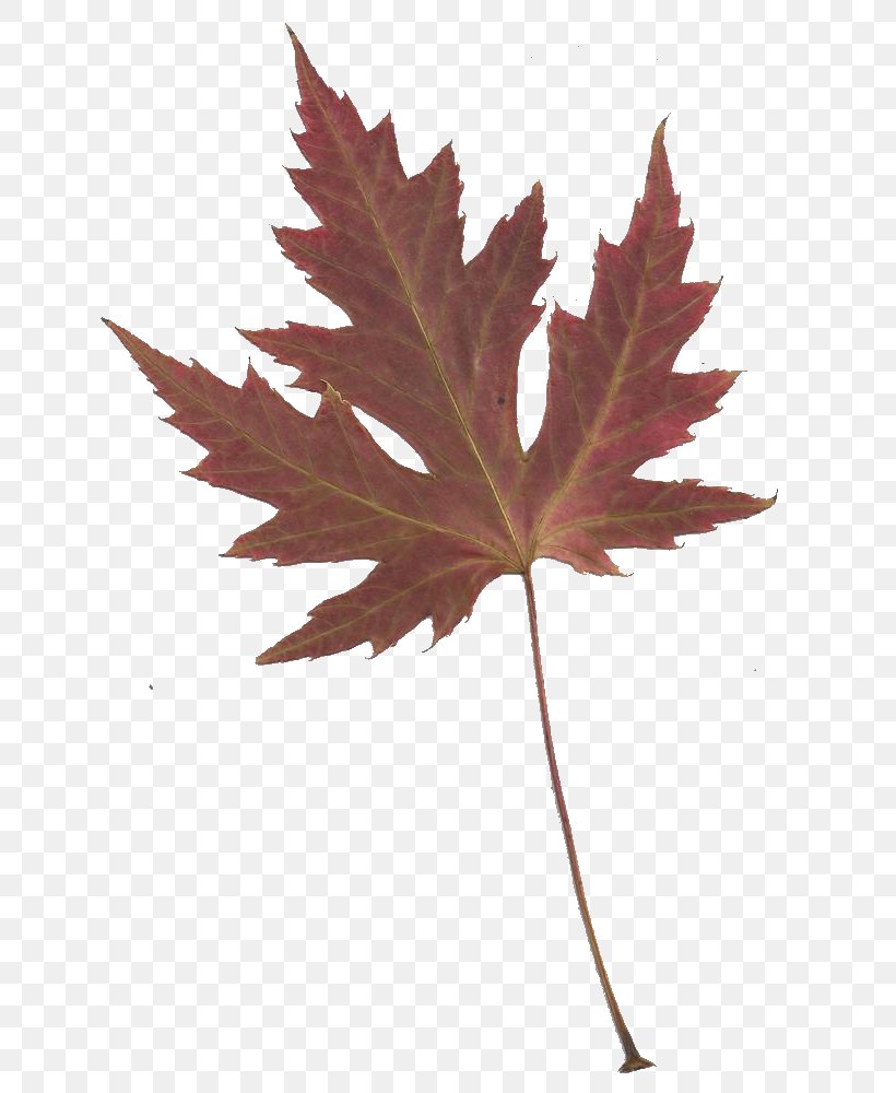 Maple Leaf Japanese Maple Clip Art, PNG, 716x1000px, Maple Leaf, Free Content, Green, Information, Japanese Maple Download Free
