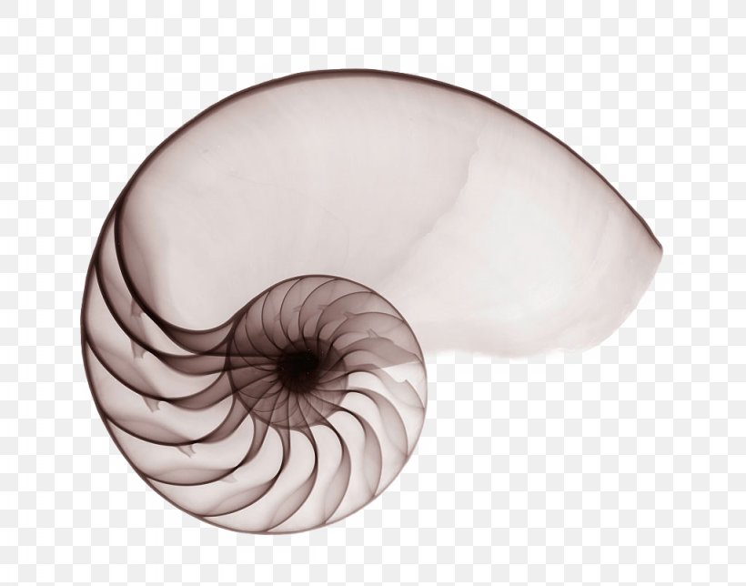 Nautilidae Seashell Chambered Nautilus Mollusc Shell Spiral, PNG, 1024x805px, Nautilidae, Ammonites, Chambered Nautilus, Conch, Eye Download Free