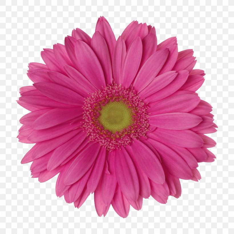 Stock Photography Transvaal Daisy Pink Common Daisy Image, PNG, 1772x1772px, Stock Photography, Annual Plant, Aster, Blue, Chrysanths Download Free