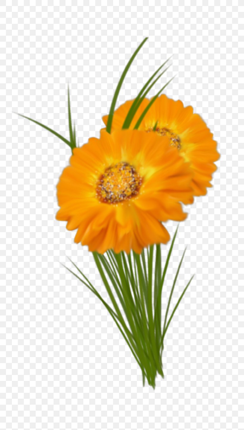 Transvaal Daisy Cut Flowers Floral Design Marigolds, PNG, 800x1445px, Transvaal Daisy, Annual Plant, Calendula, Cut Flowers, Daisy Family Download Free