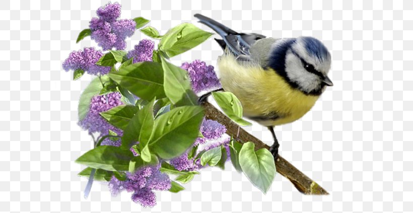 Bird Moineau Flight, PNG, 600x423px, Bird, Aile, Animal, Beak, Blog Download Free