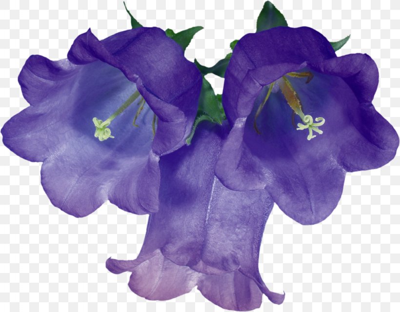 Cut Flowers Floral Design Blue Clip Art, PNG, 1024x800px, Flower, Bellflower, Bellflower Family, Blue, Cobalt Blue Download Free