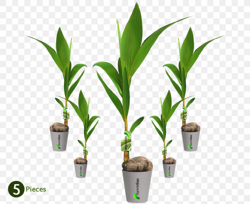 Palm Trees Dwarf Coconut Plants, PNG, 1108x904px, Tree, Coconut, Dwarf Coconut, Flowerpot, Grass Family Download Free