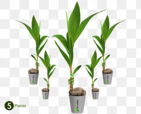 Coconut Leaves Whole - Palm Trees Dwarf Coconut Plants PNG